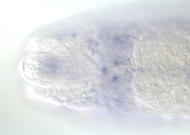 RH69304-dg