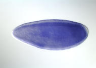 RH69586-dg