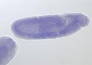 GH01059