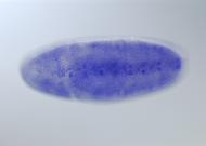 GH01721