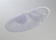 HL08128