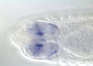 GH05443-dg