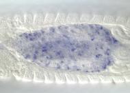GH07453-dg
