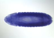 LD47625-dg