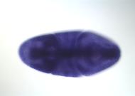 LD41588-dg