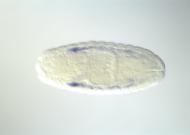 GH02581-dg