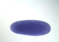 GH05406-dg