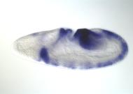 GH01721-dg
