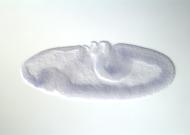 GH01881-dg