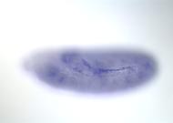 SD09476-cm