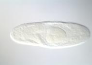 GH10517-dg