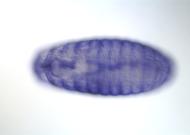 CG12075-cm