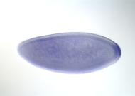 LD47924-dg