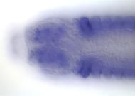 CG18250-cm