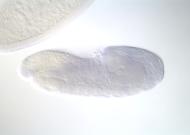 GH04942-dg