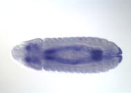 GH06646-dg