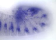 GH20978-dg
