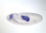 GH27479-dg
