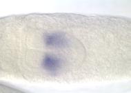CG11326-cm