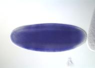 PC00015