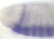 CG14026-cm