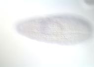 GH23035-dg