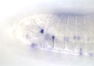 GH05918-dg