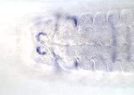 GH05918-dg