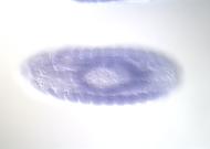 GH15549-dg