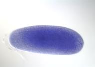 GH17623-dg