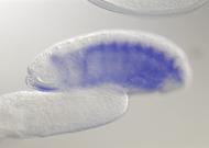 LD45245