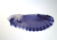 GH22837-dg