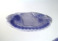 SD07737-dg