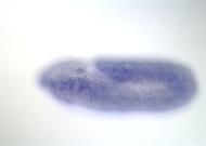 GH03927-dg