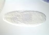 GH04243-dg