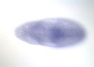 GH23986-dg