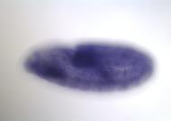 PC00106