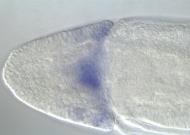 PC00273