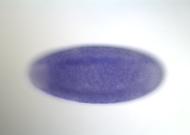 CG3619-cm