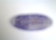 CG3619-cm