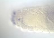 RH51767-dg