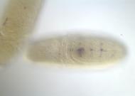 CG31607-cm