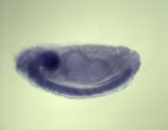 mir-13b-1