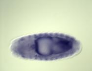 mir-13b-2