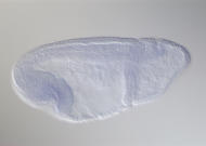 GH14845