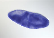 GH17337