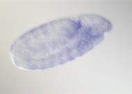 GH22722
