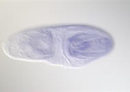 CG10689-cm