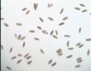 GH02649-dg