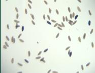 GH06781-dg